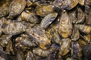Farmed Pacific Oysters