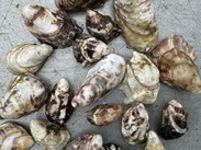 Farmed oysters from Alaska