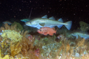 Pacific cod and northern rockfish