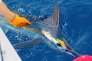 Tagged white marlin