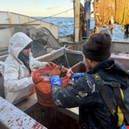 Crew members and NOAA staff working together aboard a fishing vessel.