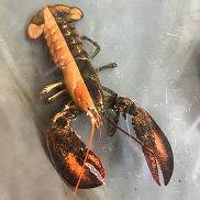 A lobster that is half orange and half normal mottled brown coloring.