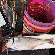 Gray and white fish on top of a length board with a computer screen and orange baskets in the background.