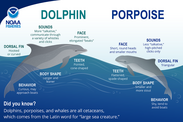 Dolphin v Porpoise graphic