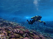 Pacific coral reef survey diver