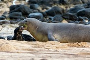 monk seal pup and mom