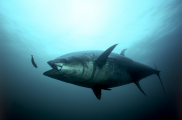 atlantic-bluefin-tuna-tag-a-giant-2026.png