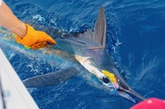 Chris-Jobes-tagged-White-Marlin-750x500.jpg