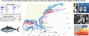 1500x622-bluefintuna-spawning-nefsc.jpg