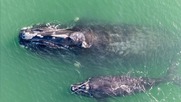 Ghost-and-Calf-30Jan26-1.jpg