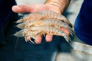 750x500-SEFSC-shrimphypoxia-shrimpcloseup.jpg