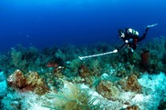 750x500-Diver measuring red grouper_NPS_Rob Waara.jpg