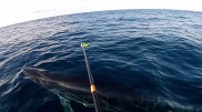 Rices-whale-telemetry-tag-deployment-1024x568.jpg