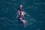 2000x1300-2025-aerial-survey-accordion-calf-blog-mom-calf-pair-1-alison-ogilvie-nefsc.jpg