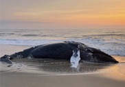 humpback-stranded-Cape-Hatteras-NPS.jpeg