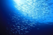 A group of fish swimming in blue water Credit: Shutterstock