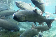 Spring Chinook Salmon. Credit: Michael Humling, U.S. Fish & Wildlife Service