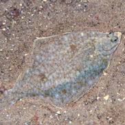 Yellowtail flounder camouflaged against the ocean bottom.