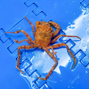 Close up of a small red carrier crab about the size of a golf ball.