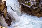 fish migration day