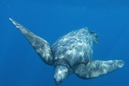 Leatherback sea turtle swimming in coastal waters of the Kei Islands, Indonesia