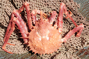 Northern Stone Crab