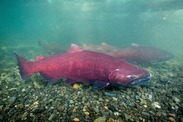 Chinook salmon