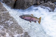 Steelhead leaps up a barrier on its way to spawning grounds