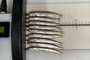 Capelin on measuring board