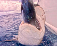 shark predation
