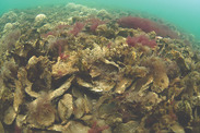 oyster reef credit oyster recovery partnership