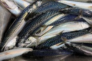 pile of Atlantic mackerel