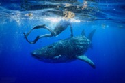 Larry the whale shark credit dr spetka jamison smith bwri