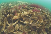 750x500-restored-oyster-reef-credit-oyster-recovery-partnership