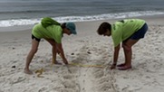 Measuring Turtle Crawl