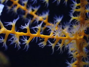 Credit Kelly Martin NOAA
