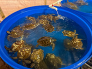 Cold-stunned sea turtles in a tank