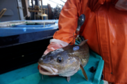 Pacific cod with satellite tag