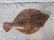Northern rock sole