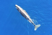 Sperm whale photographed by drone 