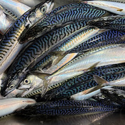 Atlantic mackerel