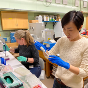 Two scientists pipetting in the lab