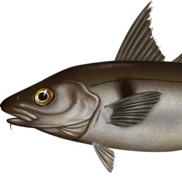Haddock