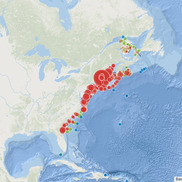 Passive Acoustic Cetacean Map