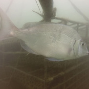 Scup in front of oyster cage