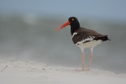 AMOY2_American Oystercatcher_Credit Audubon Delta