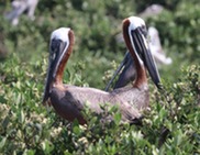 USE THIS_Pelicans by Todd Baker