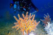 Diver Scott Mau takes a sample from a mesophotic coral on the seafloor
