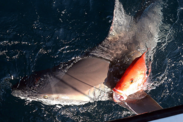 Sandbar shark depredating a red snapper boatside