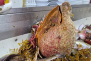 Conch shell